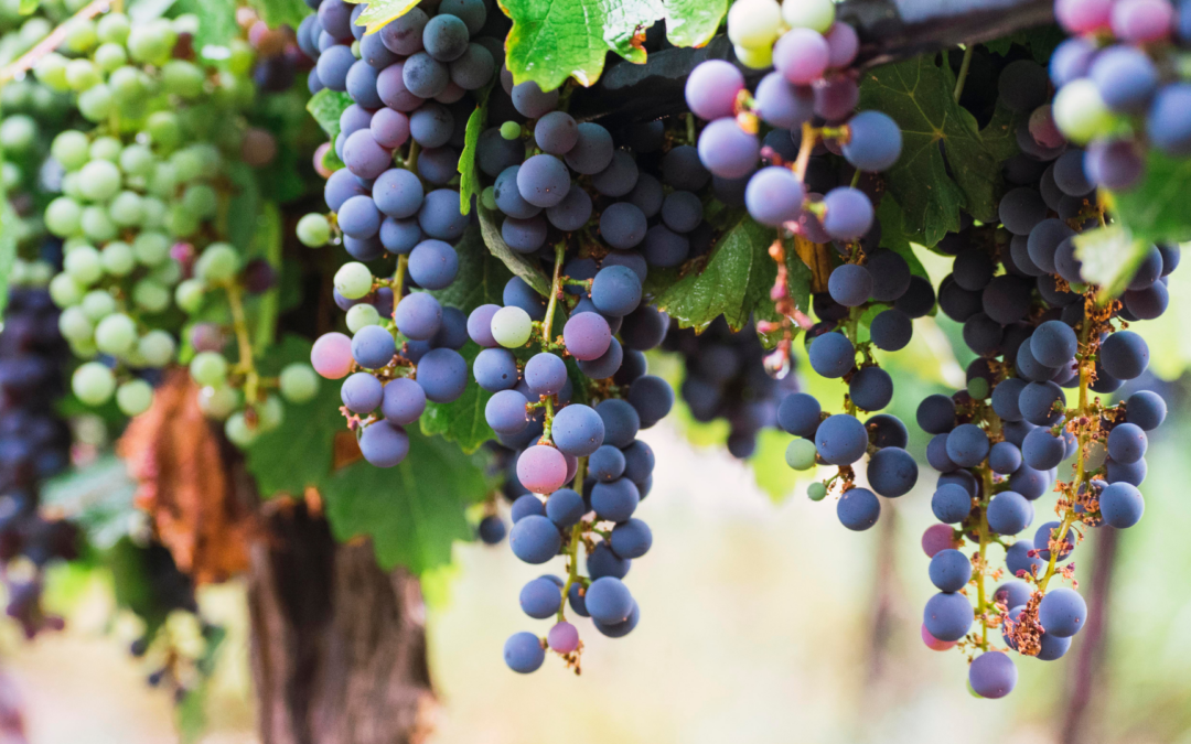 Degusta la gastronomía local de Sant Pere de Ribes  