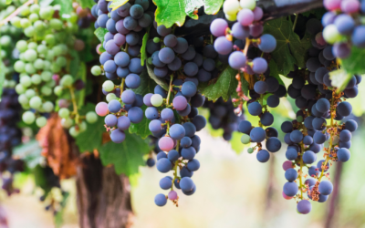Tasta la gastronomia local de Sant Pere de Ribes 