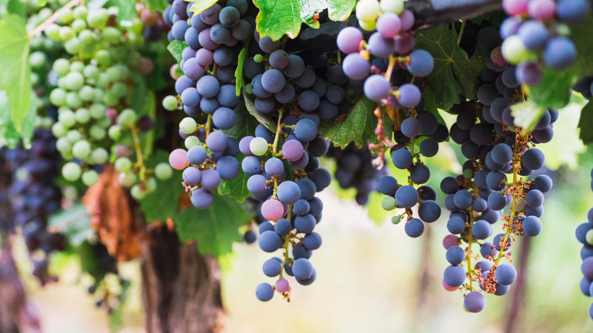 Tasta la gastronomia local de Sant Pere de Ribes