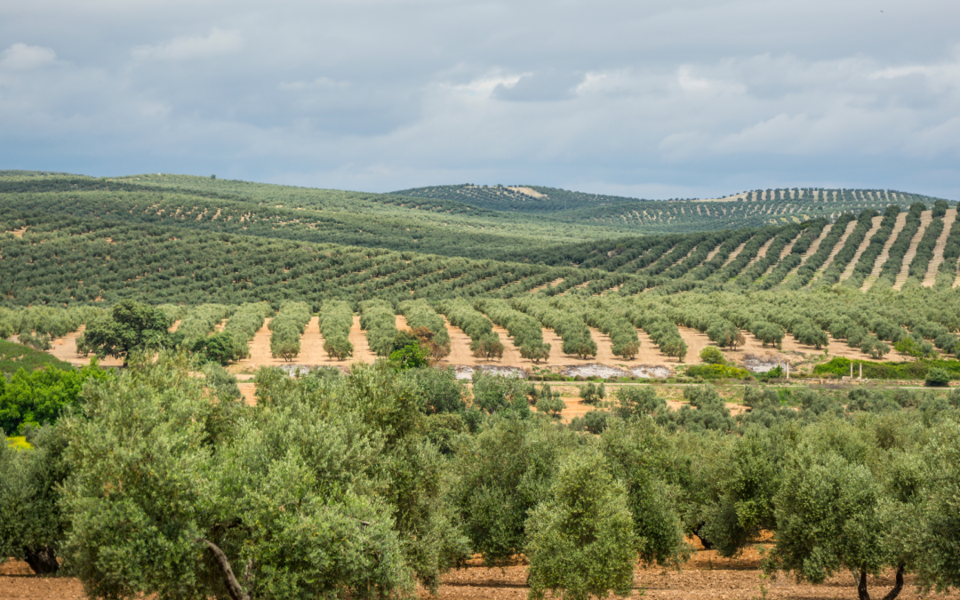 Descobreix la història de Cunit 